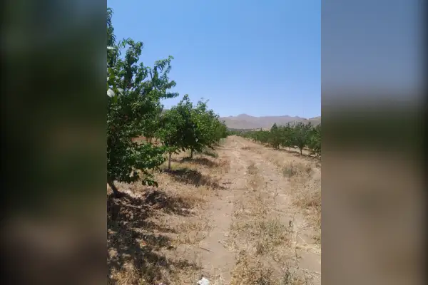 فروش باغ آستانه جاده سرسختی ۹۲۰ متر - تصویر 3