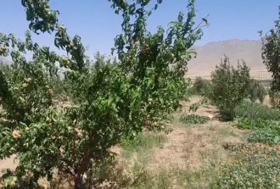 فروش باغ آستانه جاده سرسختی ۹۲۰ متر