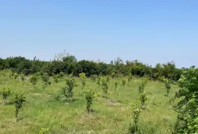 زمین باغی الحاق به بافت ۶۷۷ متر بر اصلی خیابان محل