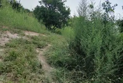 زمین ۱۷هزار متری ۱۲۰۰متر بافت