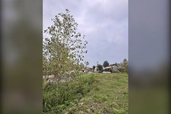 فروش زمین ۳۶۴متری شفت روستای چماچا - تصویر 4