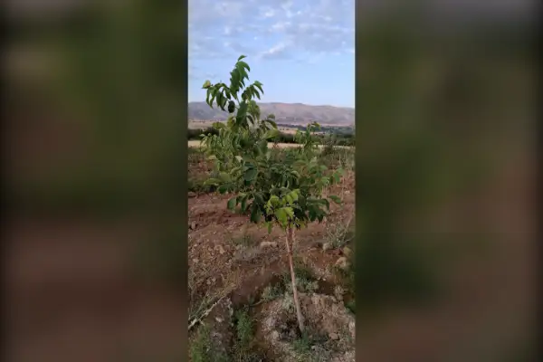 فروش باغ ۱۵۰۰متری دشت ارژن روستای مختار آباد بن رثد - تصویر 2