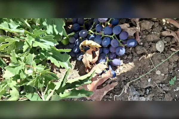 فروش باغ ۱۵۰۰متری دشت ارژن روستای مختار آباد بن رثد - تصویر 4