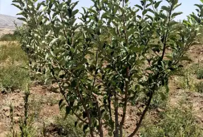 فروش باغ ۱۵۰۰متری دشت ارژن روستای مختار آباد بن رثد