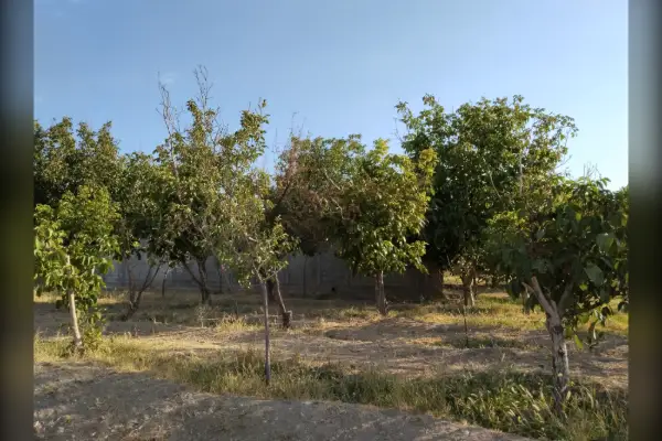 فروش باغ ۳۸۰ متری داخل روستای بیدک - تصویر 2