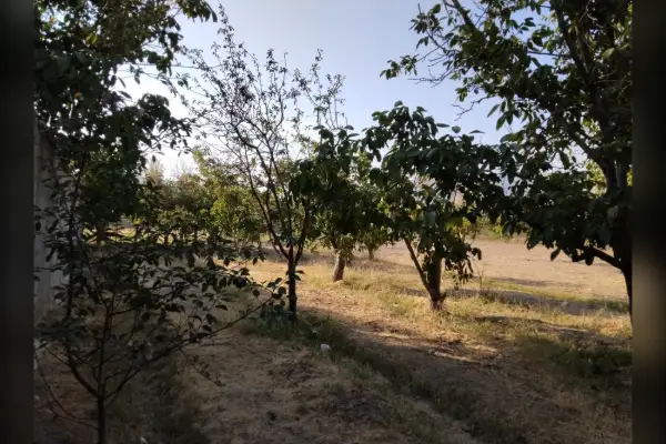 فروش باغ ۳۸۰ متری داخل روستای بیدک - تصویر 4