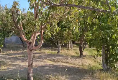فروش باغ ۳۸۰ متری داخل روستای بیدک