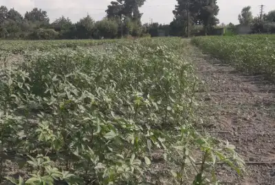 فروش زمین زراعی باغی روستای کارکنده ۱۳۰۰۰ متر