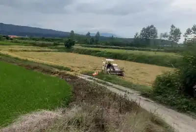 زمین به مساحت ۶۵۰۰ متر کشاورزی پلاک یک جنگل