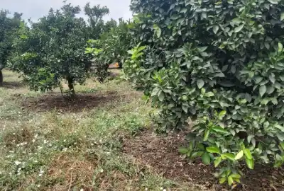 فروش باغ مرکبات تامسون ۴۰۰۰ متر حوالی جاده اصلی