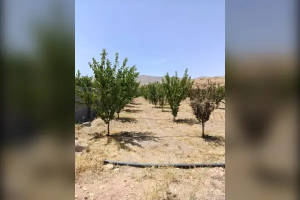 باغشهری ۳ ساله اول جاده بیضاملوسجان ۱۰۰۰ متر - تصویر 2
