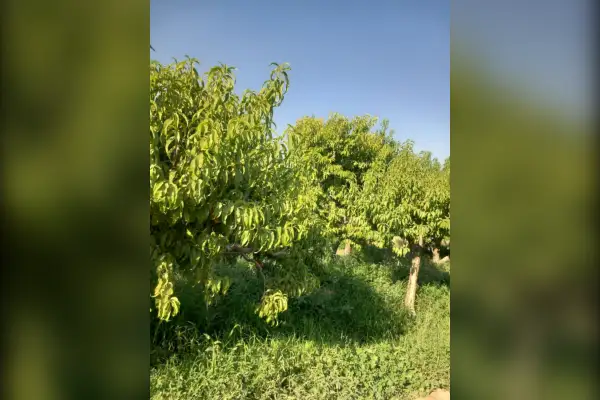زمین باغی با کاربری صنعتی ۱۰۰۰ متر شهریار باباسلمان - تصویر 2