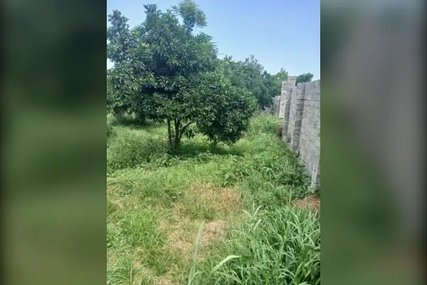فروش زمین نصف باغ نصف کشاورزی ۵۰۰۰ متر امل - تصویر 2