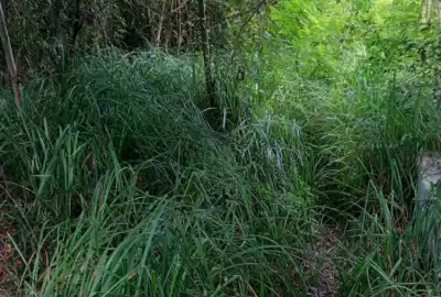 فروش زمین در آستانه اشرفیه ۳۷۴ متر روستای پنجاه