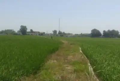 فروش زمین کشاورزی ۲۰۰۰ متر مناسب کشت