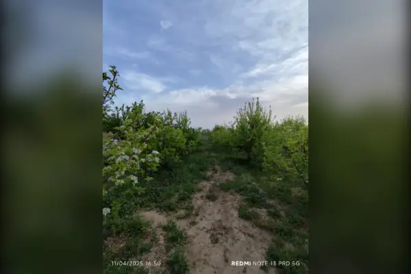 فروش زمین و باغ کشاورزی مشهد بین روستای رضوان و اندرخ ۳۰۰۰ متر - تصویر 2
