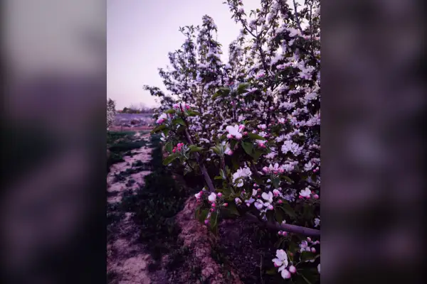 فروش زمین و باغ کشاورزی مشهد بین روستای رضوان و اندرخ ۳۰۰۰ متر - تصویر 4