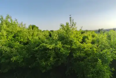 فروش زمین و باغ کشاورزی مشهد بین روستای رضوان و اندرخ ۳۰۰۰ متر