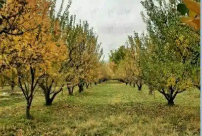 فروش باغ در سیمین ۷۰۰ متر لبه جاده