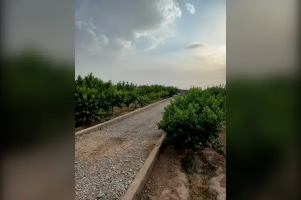 فروش زمین ۱۵۰۰ متر همراه ۱۰۰درخت میوه مثمر یک اتاق جیتو - تصویر 3