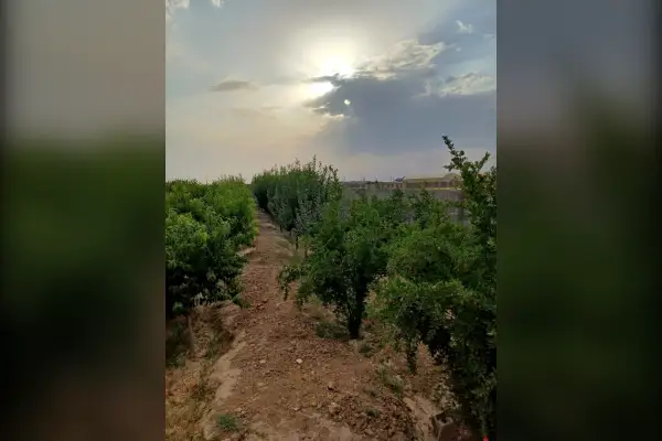 فروش زمین ۱۵۰۰ متر همراه ۱۰۰درخت میوه مثمر یک اتاق جیتو - تصویر 4