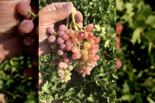 فروش زمین ۱۸۰۰ متر با اب چشمه ثابت - تصویر 2