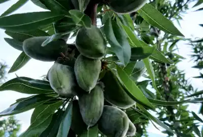 باغ ۶۰۰متری ویلایی مسکونی درجاده مرند یامچی