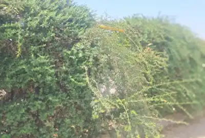 فروش زمین۴۲۰متری نزدیک جاده اصلی