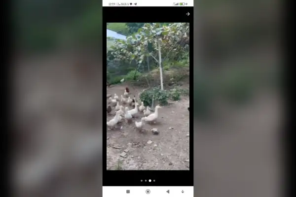 فروش زمین مسکونی همراه کیوی ۴۰۰ متر خیابان آبشار روستای باش محله - تصویر 3