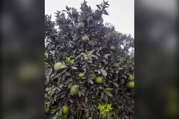 فروش باغ مرکبات ۹۴۰۰ متر قایمشهر جاده کیاکلا - تصویر 3