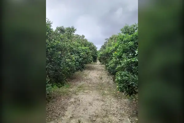 فروش باغ مرکبات ۹۴۰۰ متر قایمشهر جاده کیاکلا - تصویر 4