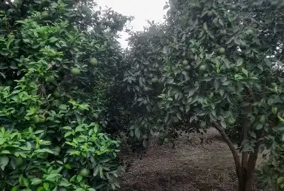 فروش باغ مرکبات ۹۴۰۰ متر قایمشهر جاده کیاکلا