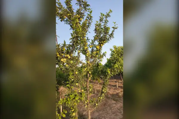 فروش باغچه ۷۰۰ متری نزدیک جاده آسفالت ۵ دقیقه خاکی - تصویر 3