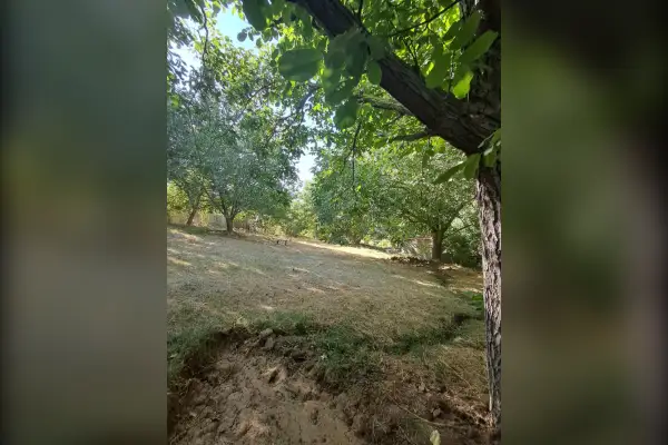 فروش باغ بزرگ گردو ۱۲۰۰ متر روستای وهنان - تصویر 2