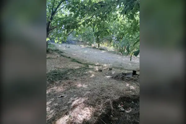 فروش باغ بزرگ گردو ۱۲۰۰ متر روستای وهنان - تصویر 3