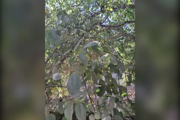 فروش باغ بزرگ گردو ۱۲۰۰ متر روستای وهنان - تصویر 4