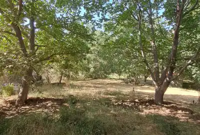 فروش باغ بزرگ گردو ۱۲۰۰ متر روستای وهنان