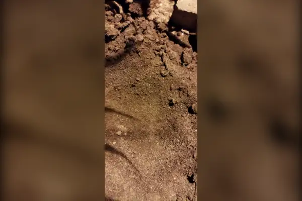 فروش زمین مناسب برای دام داری و مرغداری ۲۸۰۰ متر - تصویر 3