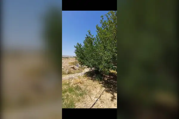 فروش زمین ۲۰۰۰ متر روستای بنرود بعد از روستای چلچشمه - تصویر 3