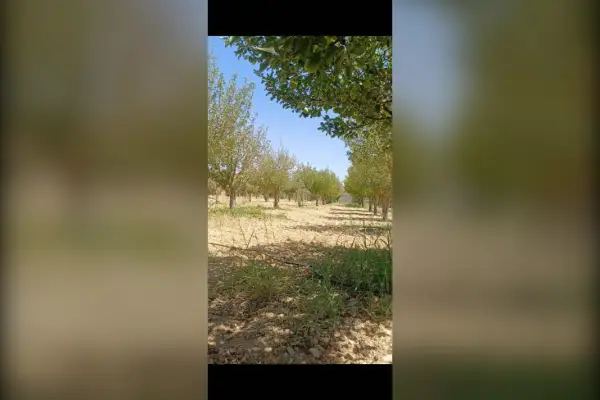 فروش زمین ۲۰۰۰ متر روستای بنرود بعد از روستای چلچشمه - تصویر 4
