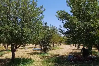 فروش زمین ۲۰۰۰ متر روستای بنرود بعد از روستای چلچشمه