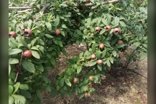 فروش باغ مرکبات تامسون ونارنگی پچ ۵۰۰۰ متر - تصویر 2