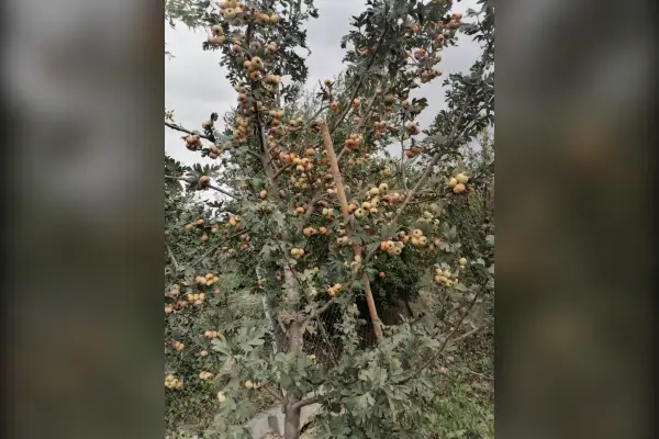 فروش باغ مرکبات تامسون ونارنگی پچ ۵۰۰۰ متر - تصویر 3