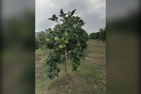 فروش باغ مرکبات تامسون ونارنگی پچ ۵۰۰۰ متر - تصویر 4