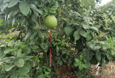 فروش باغ مرکبات تامسون ونارنگی پچ ۵۰۰۰ متر
