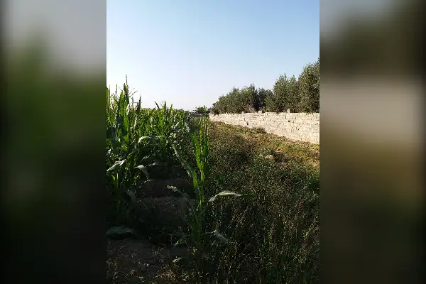 ده هزار متر زمین کشاورزی روستای حسین آباد قاجار در ورامین - تصویر 3