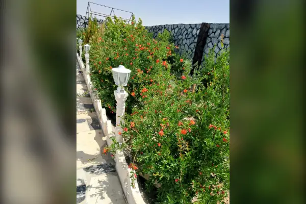 فروش باغ تبریه دار قهجاورستان ۶۰۰ متر - تصویر 2