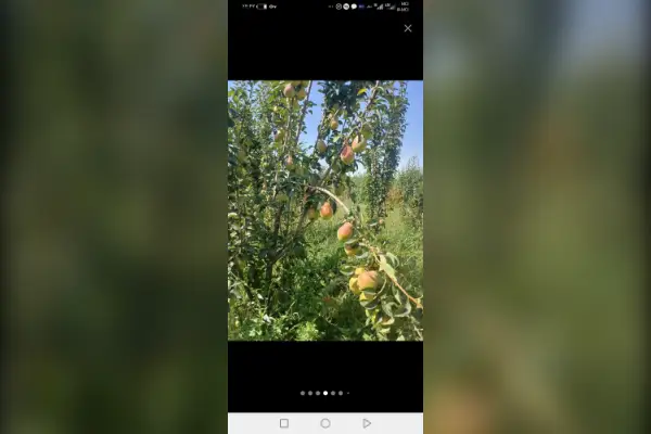 فروش باغ ۳۰۰متری شبسترکافی الملک - تصویر 2
