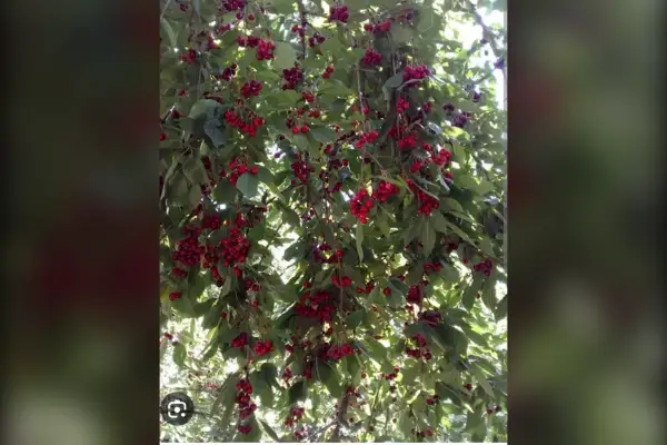 فروش باغ ۳۰۰متری شبسترکافی الملک - تصویر 3