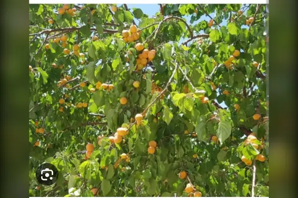 فروش باغ ۳۰۰متری شبسترکافی الملک - تصویر 4